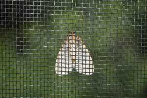 Home Inzethor op maat die naadloos aansluit op het raam voor optimale bescherming tegen insecten