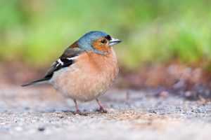 Home Een houten nestkastje opgehangen in een tuin, waarin vogels kunnen nestelen en broeden
