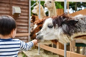 Home Kinderboerderij in Barendrecht met kinderen die dieren voeren en educatieve activiteiten ondernemen in een groene natuuromgev
